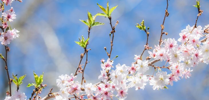 couleur-flowering-branch-4812673_1920