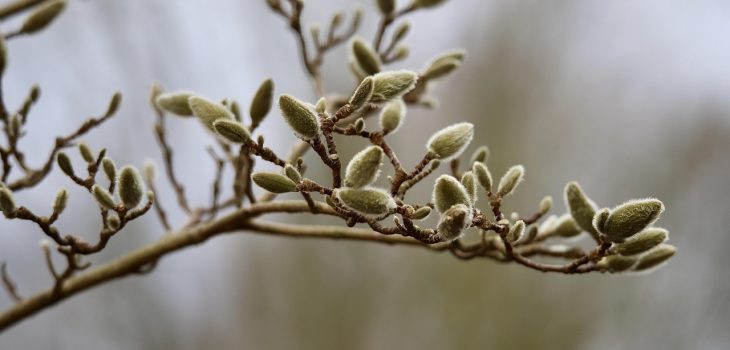 star-magnolia-8616617_1280 star-magnolia-8616617_1280